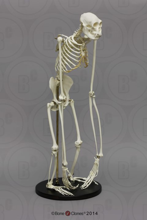 Siamang Skelet