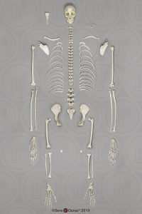 Siamang Skelet