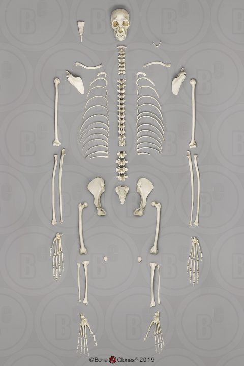 Siamang Skelet