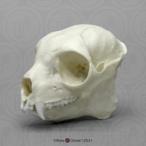 Sifaka Schedelmodel