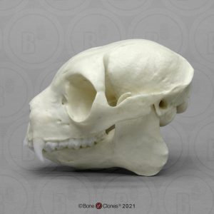 Sifaka Schedelmodel