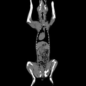 Simulatiemodel Hond voor CT- en Röntgenscans