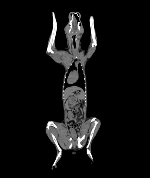 Simulatiemodel Hond voor CT- en Röntgenscans