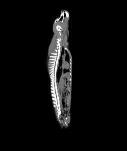 Simulatiemodel Hond voor CT- en Röntgenscans