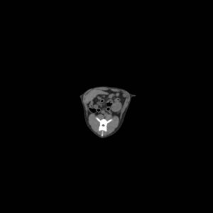 Simulatiemodel Hond voor CT- en Röntgenscans