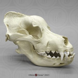 Sint-bernard Schedelmodel