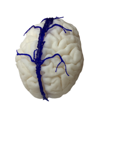 Sinus Durae Matris Model