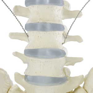Skelet, beweegbare schouderbladen