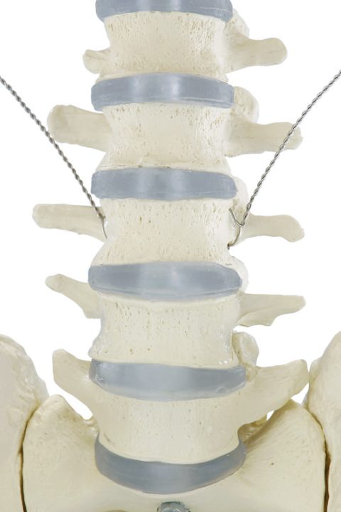 Skelet, beweegbare schouderbladen