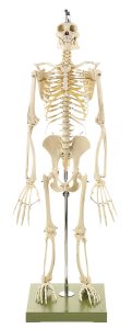 Skelet Chimpansee, op 2 poten