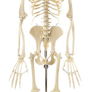 Skelet Chimpansee, op 2 poten