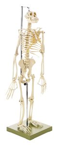 Skelet Chimpansee, op 2 poten