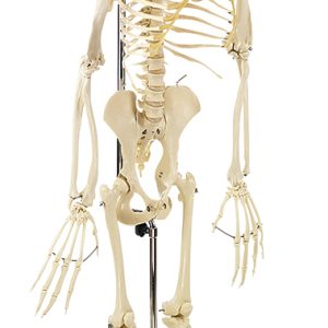 Skelet Chimpansee, op 2 poten