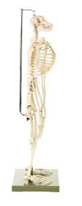 Skelet Chimpansee, op 2 poten