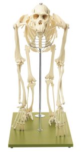 Skelet Chimpansee, op 4 poten