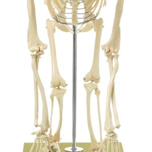 Skelet Chimpansee, op 4 poten