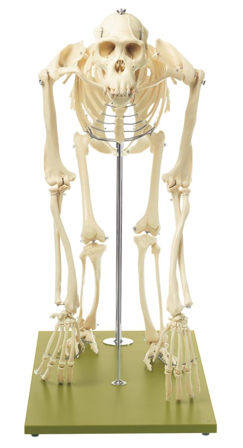 Skelet Chimpansee, op 4 poten