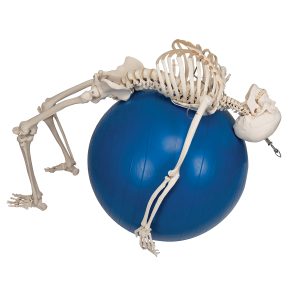 Skelet fysiologisch model