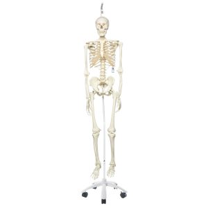 Standaard Skelet, 170 cm