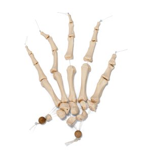 Half Skelet Model (ontleed)