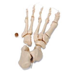 Half Skelet Model (ontleed)
