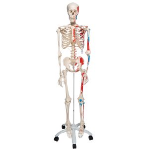 Skelet met Spieraanduiding, 170 cm