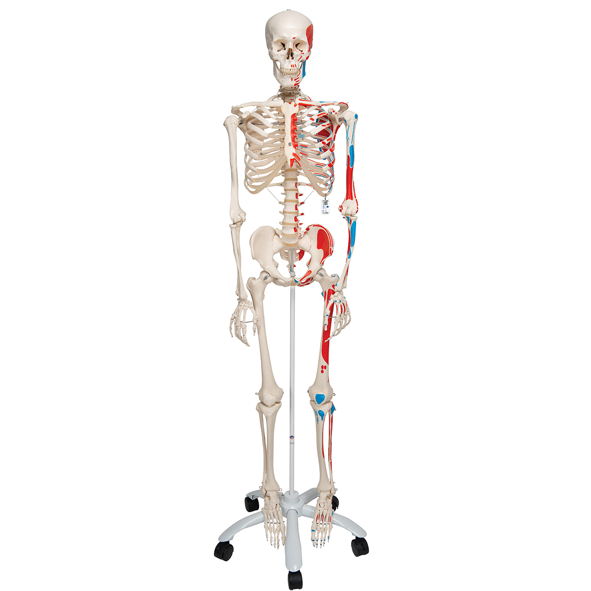 Skelet met Spieraanduiding, 170 cm