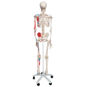 Skelet met Spieraanduiding, 170 cm