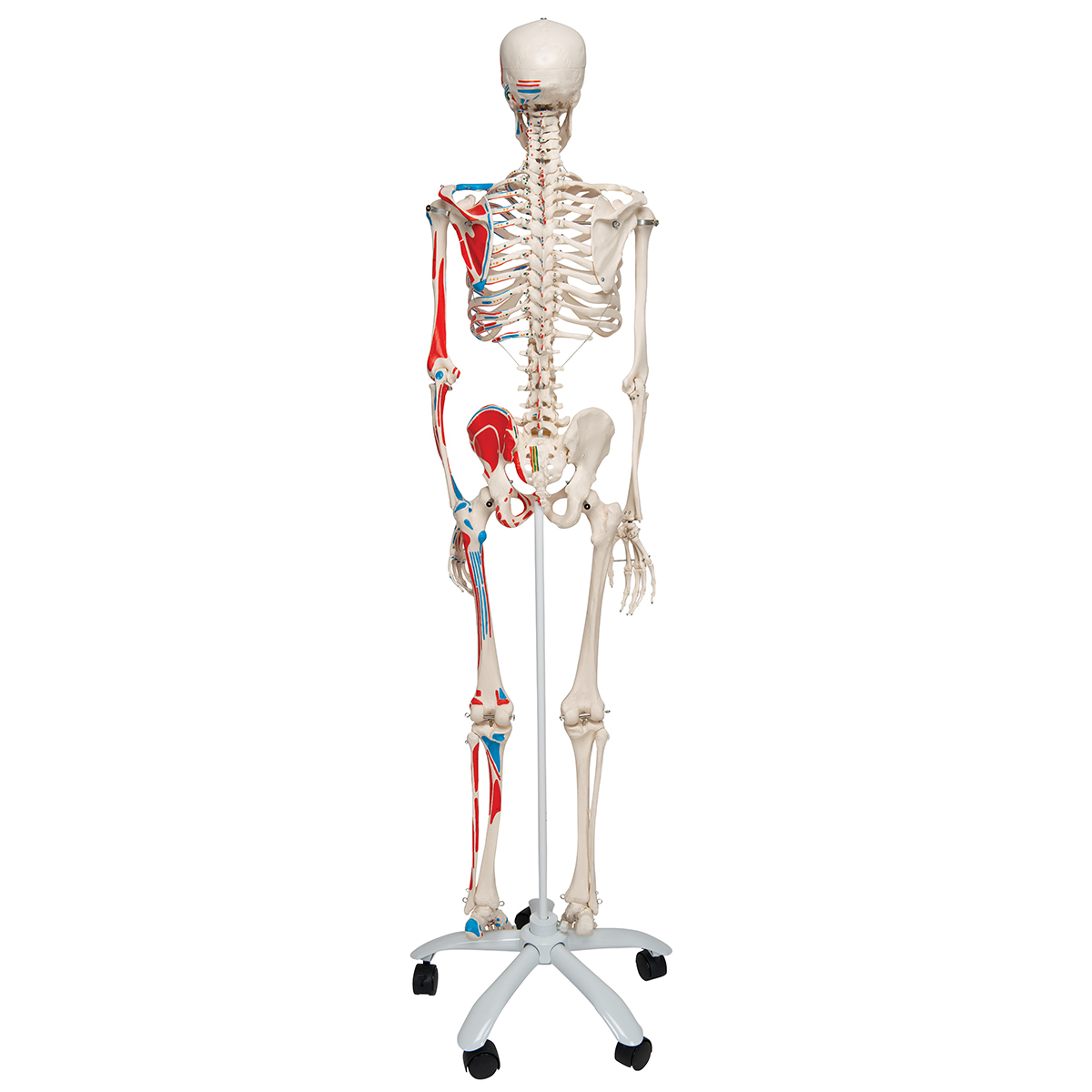 Skelet met Spieraanduiding, 170 cm