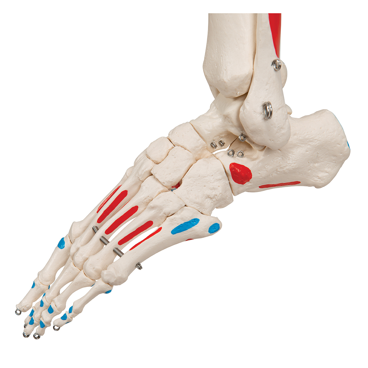Skelet met Spieraanduiding, 170 cm
