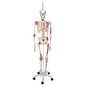 Flex skelet spieraanhechtingsplaatsen & ligamenten
