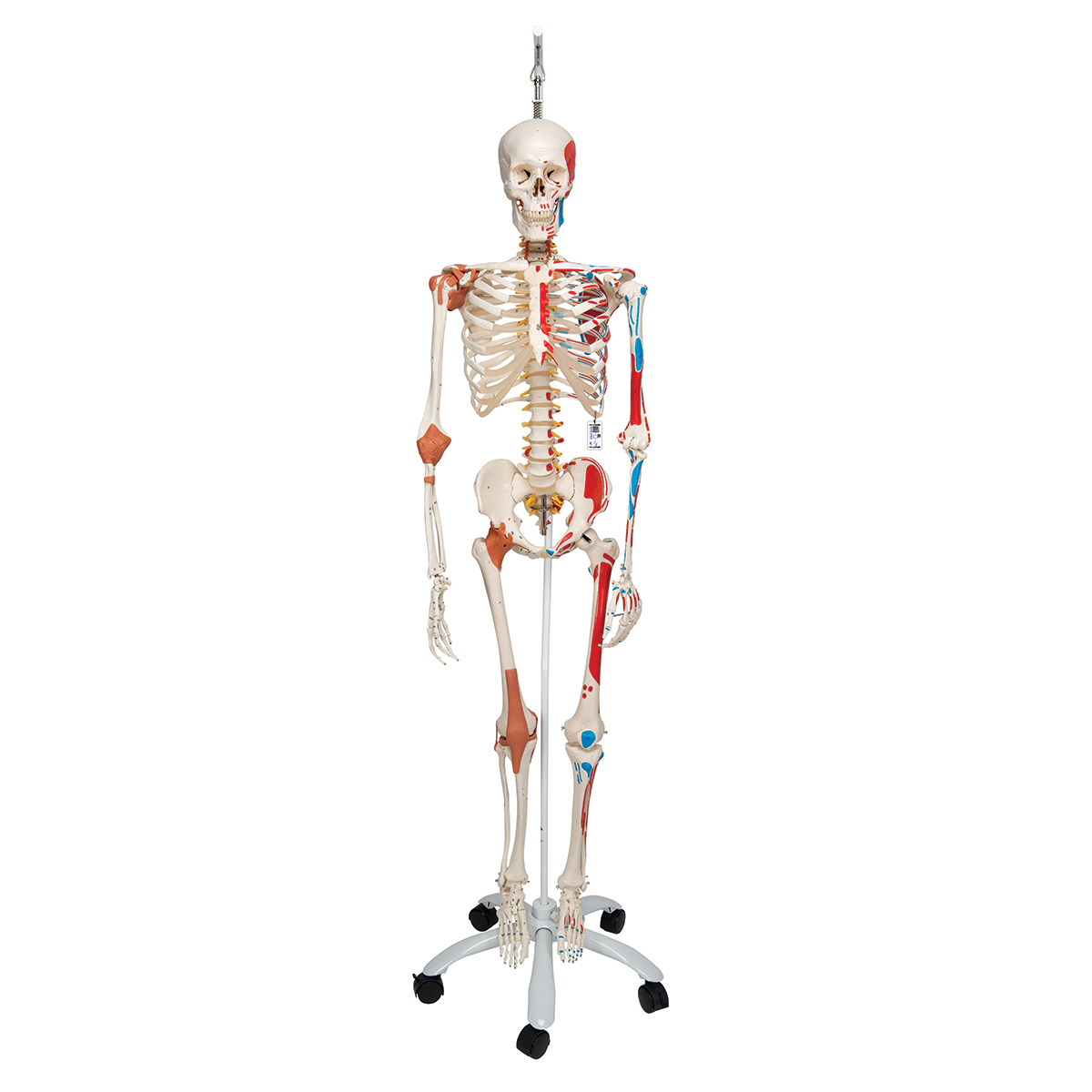 Flex skelet spieraanhechtingsplaatsen & ligamenten