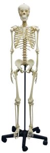 Skeletmodel Adolescent