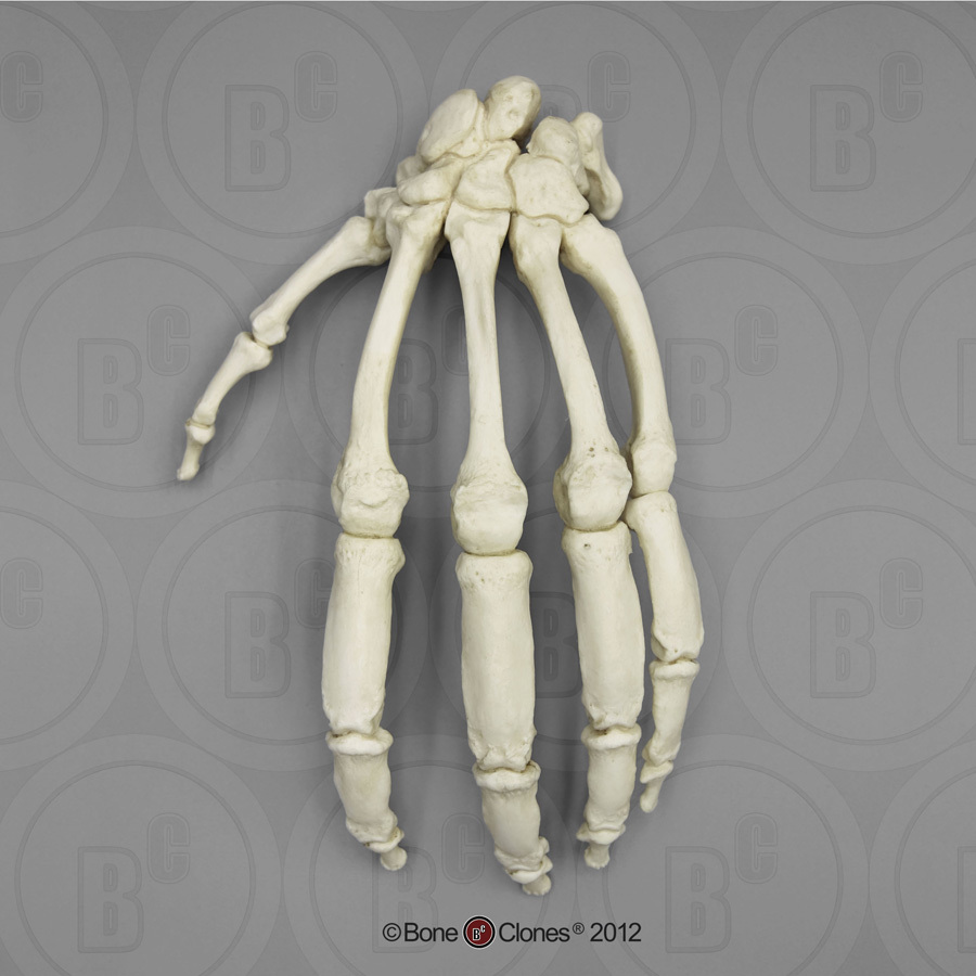 Skeletmodel Hand Gorilla