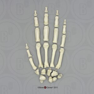 Skeletmodel Hand Gorilla