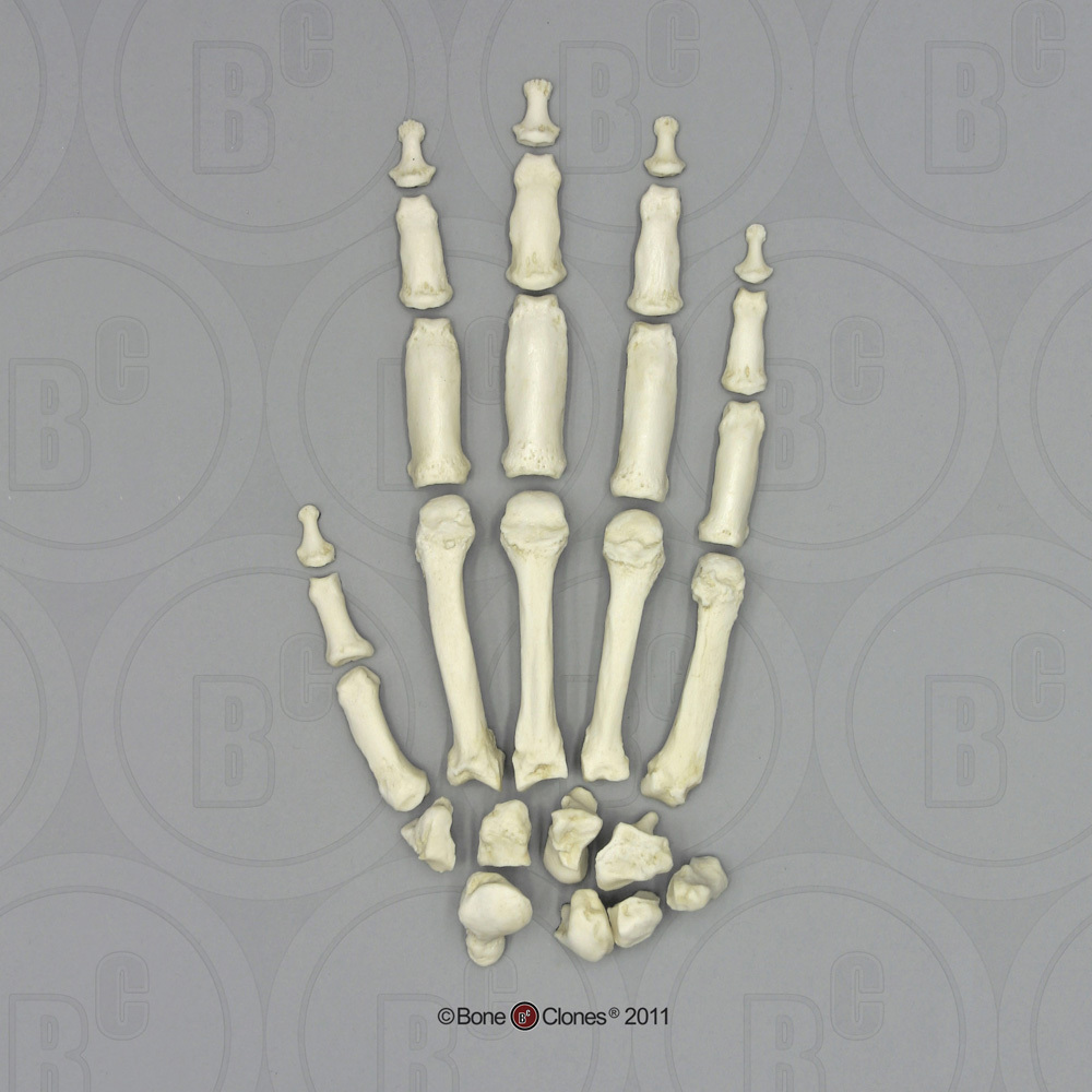 Skeletmodel Hand Gorilla
