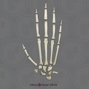 Skeletmodel Hand Bonobo