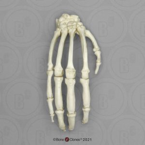 Skeletmodel Hand Chimpansee