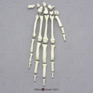 Skeletmodel Hand Chimpansee