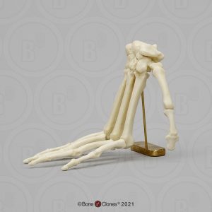 Skeletmodel Hand Mandril