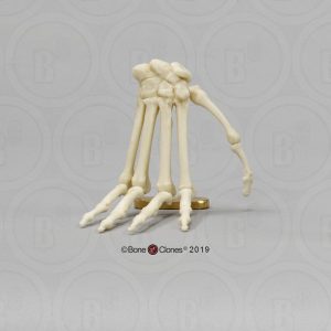 Skeletmodel Hand Mandril