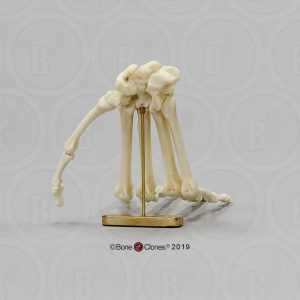 Skeletmodel Hand Mandril