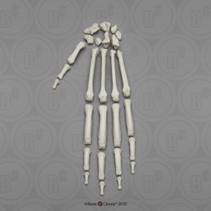 Skeletmodel Hand Orang-Oetan