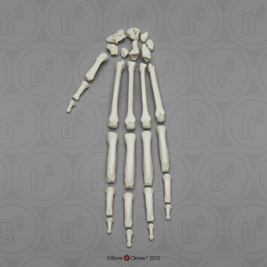Skeletmodel Hand Orang-Oetan