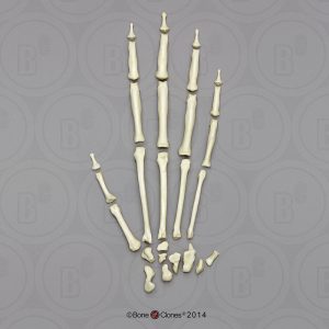 Skeletmodel Hand Siamang