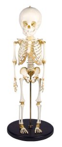 Skeletmodel Kind, 14-16 maanden
