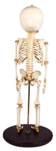 Skeletmodel Kind, 14-16 maanden