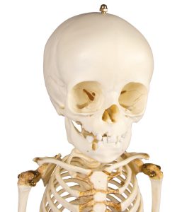 Skeletmodel Kind, 14-16 maanden