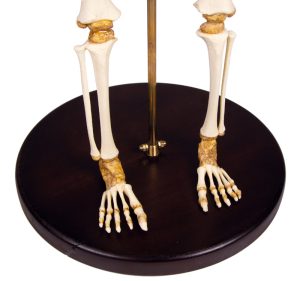 Skeletmodel Kind, 14-16 maanden