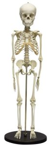 Skeletmodel Kind, 5 jaar